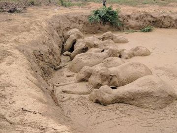 Elefantes atrapados en el lodo