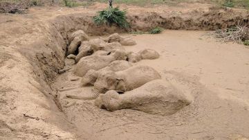 Elefantes atrapados en el lodo