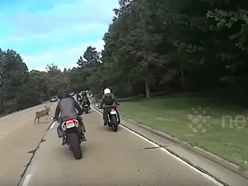 Momento en el que el ciervo atraviesa la carretera Momento en el que el ciervo atraviesa la carretera