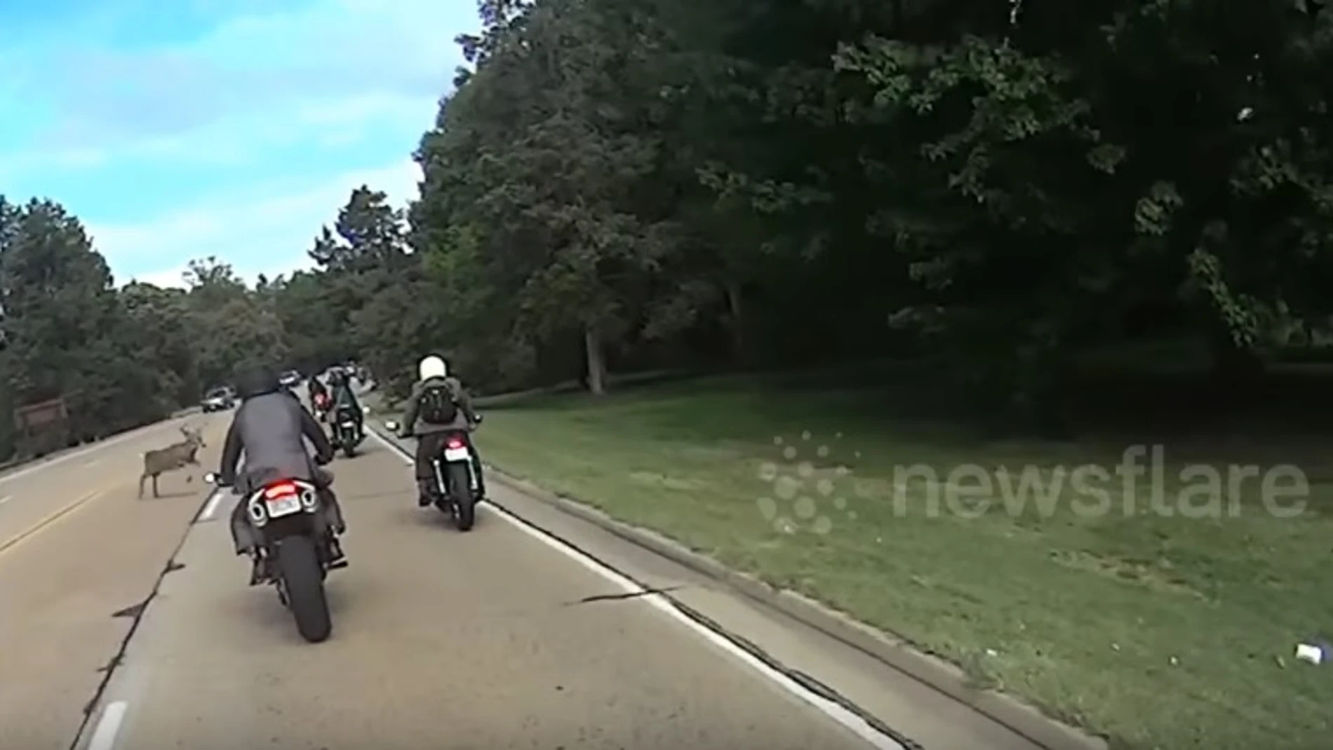 Momento en el que el ciervo atraviesa la carretera Momento en el que el ciervo atraviesa la carretera