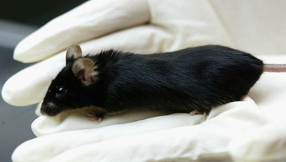 Ratón de laboratorio
