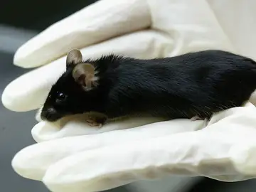 Ratón de laboratorio Ratón de laboratorio