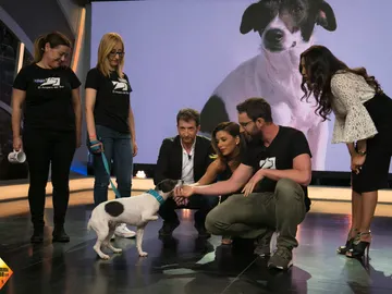 ¿Te gustaría adoptar a Sol, la perrita que sobrevivió tras días atrapada en un cepo? ¿Te gustaría adoptar a Sol, la perrita que sobrevivió tras días atrapada en un cepo?