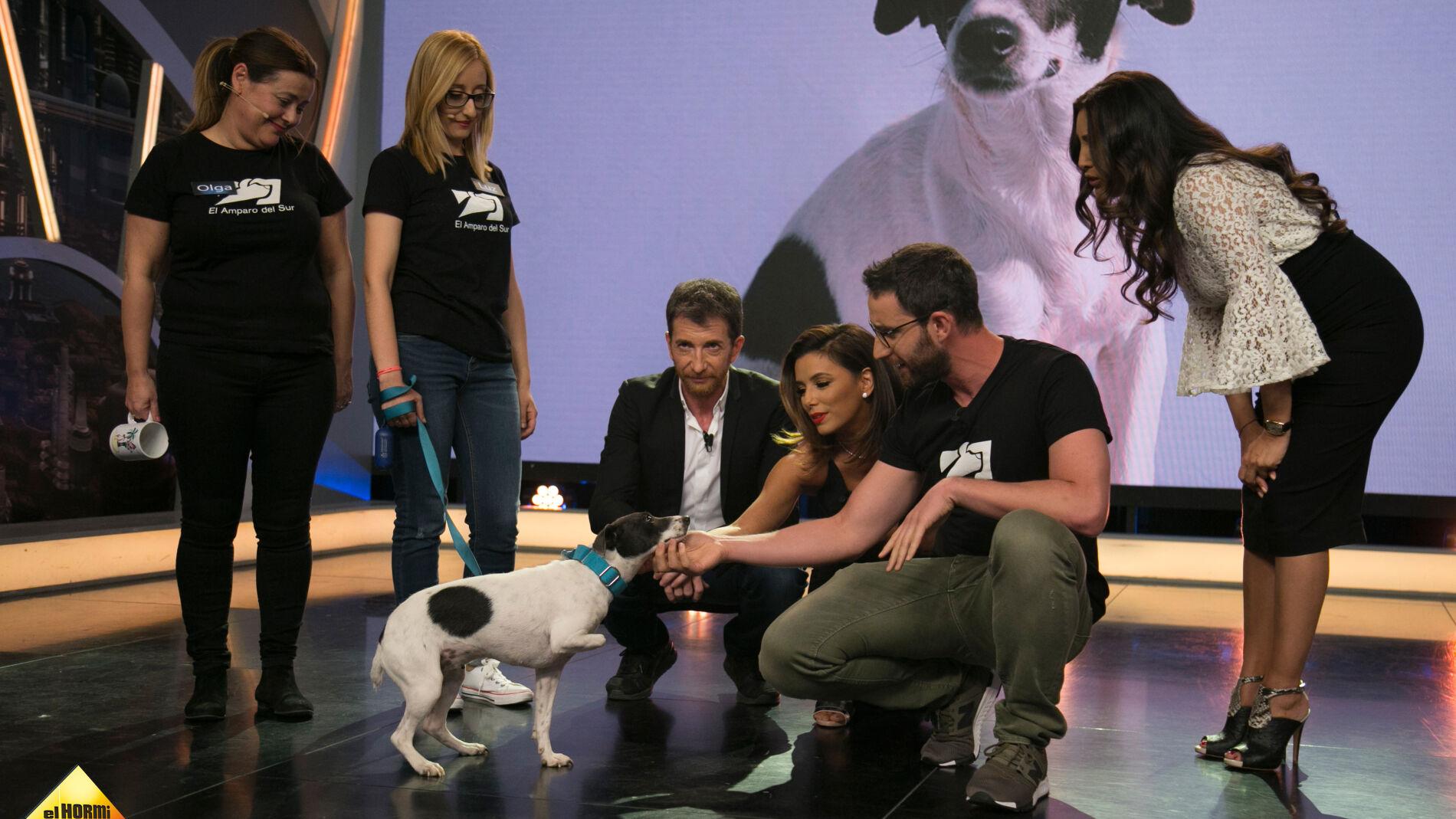 &iquest;Te gustar&iacute;a adoptar a Sol, la perrita que sobrevivi&oacute; tras d&iacute;as atrapada en un cepo?