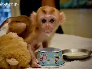 Mongkood, el macaco que se ha aferrado a dos peluches Mongkood, el macaco que se ha aferrado a dos peluches