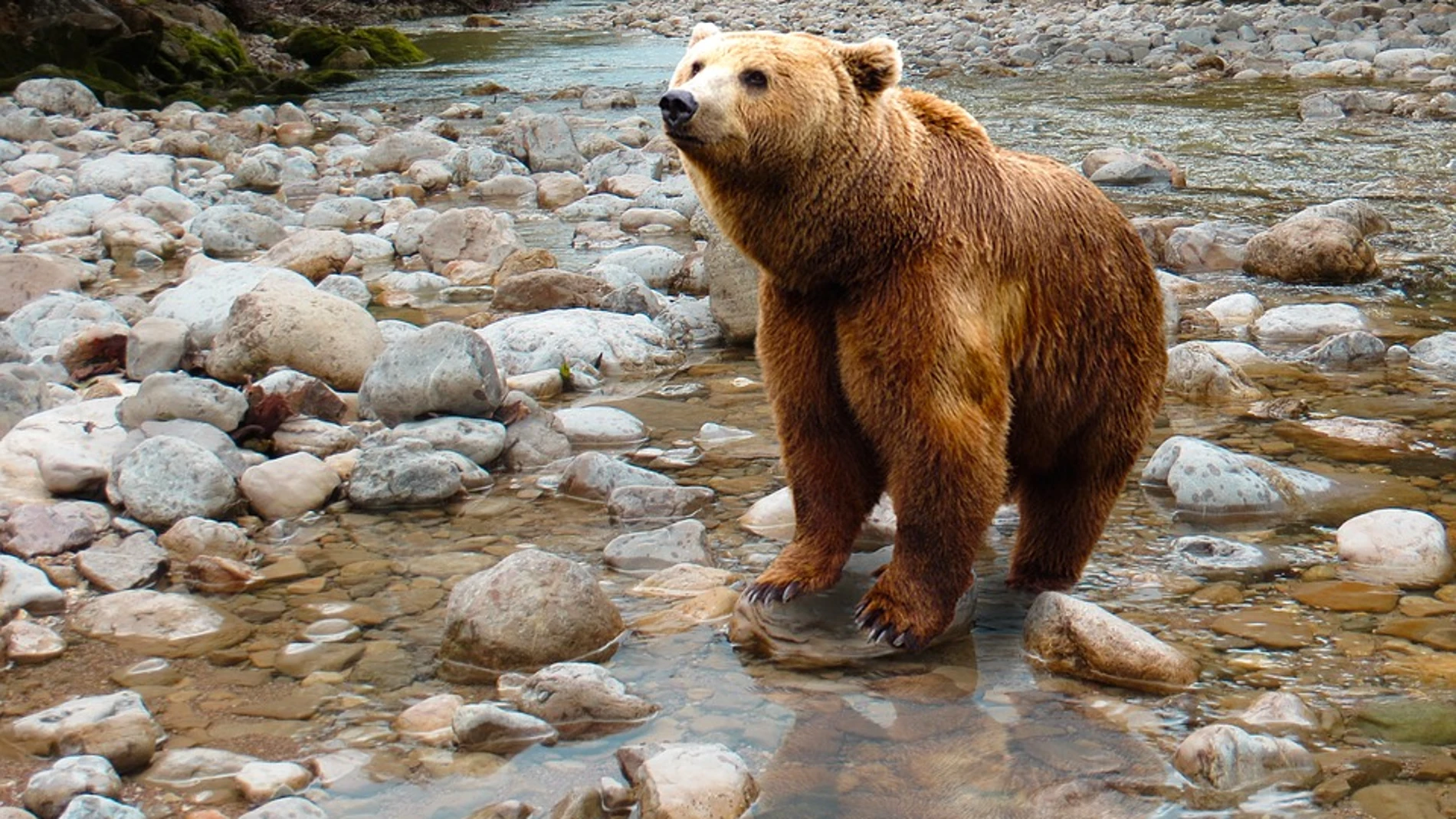Nacen diez oseznos en el Pirineo en 2016, un hito histórico desde su reintroducción Nacen diez oseznos en el Pirineo en 2016, un hito histórico desde su reintroducción