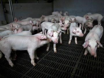 Un grupo de cerdos en una granja