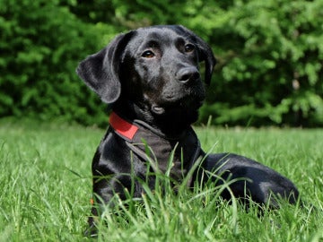 Imagen de archivo de un labrador negro 