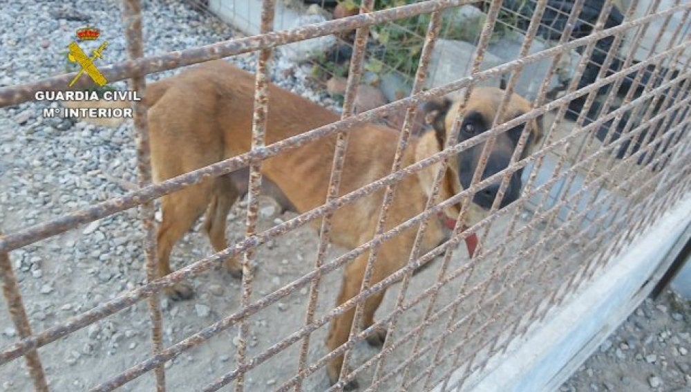 Uno de los perros maltratados y rescatados por la Guardia Civl