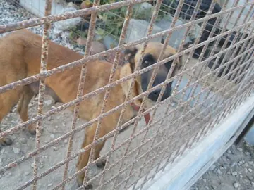 Uno de los perros maltratados y rescatados por la Guardia Civl Uno de los perros maltratados y rescatados por la Guardia Civl