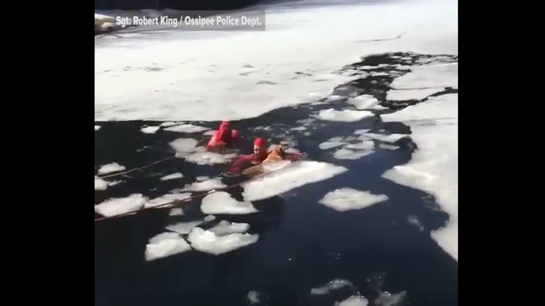 Bomberos salvan a perro de lago helado Bomberos salvan a perro de lago helado
