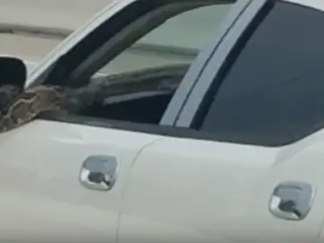 Serpiente sale de la ventana de un vehículo Serpiente sale de la ventana de un vehículo