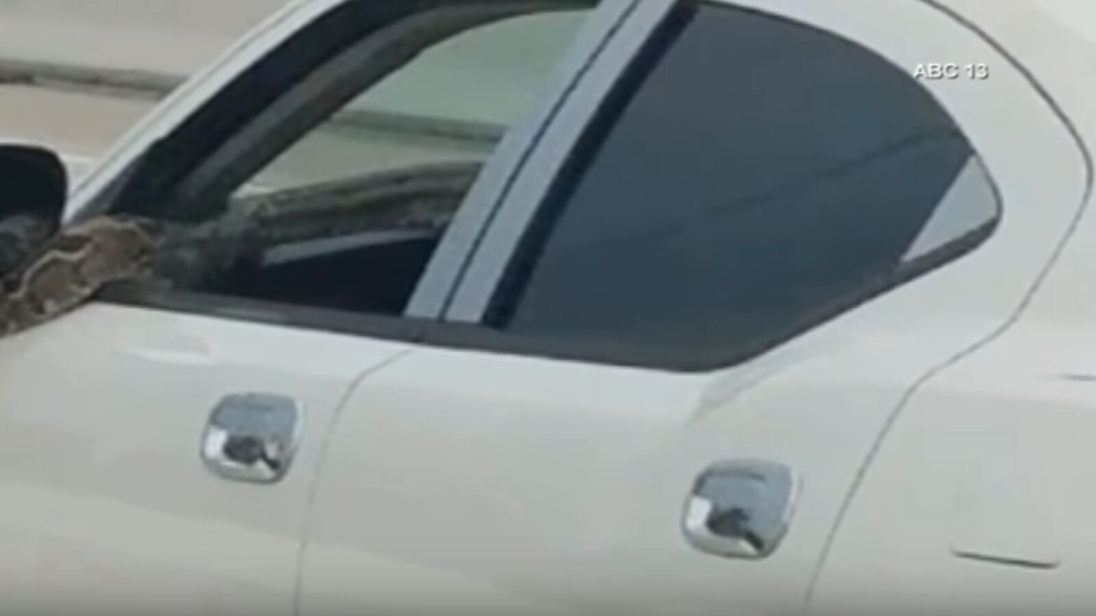 Una mujer no da crédito cuando descubre que del coche de al lado sale una enorme serpiente