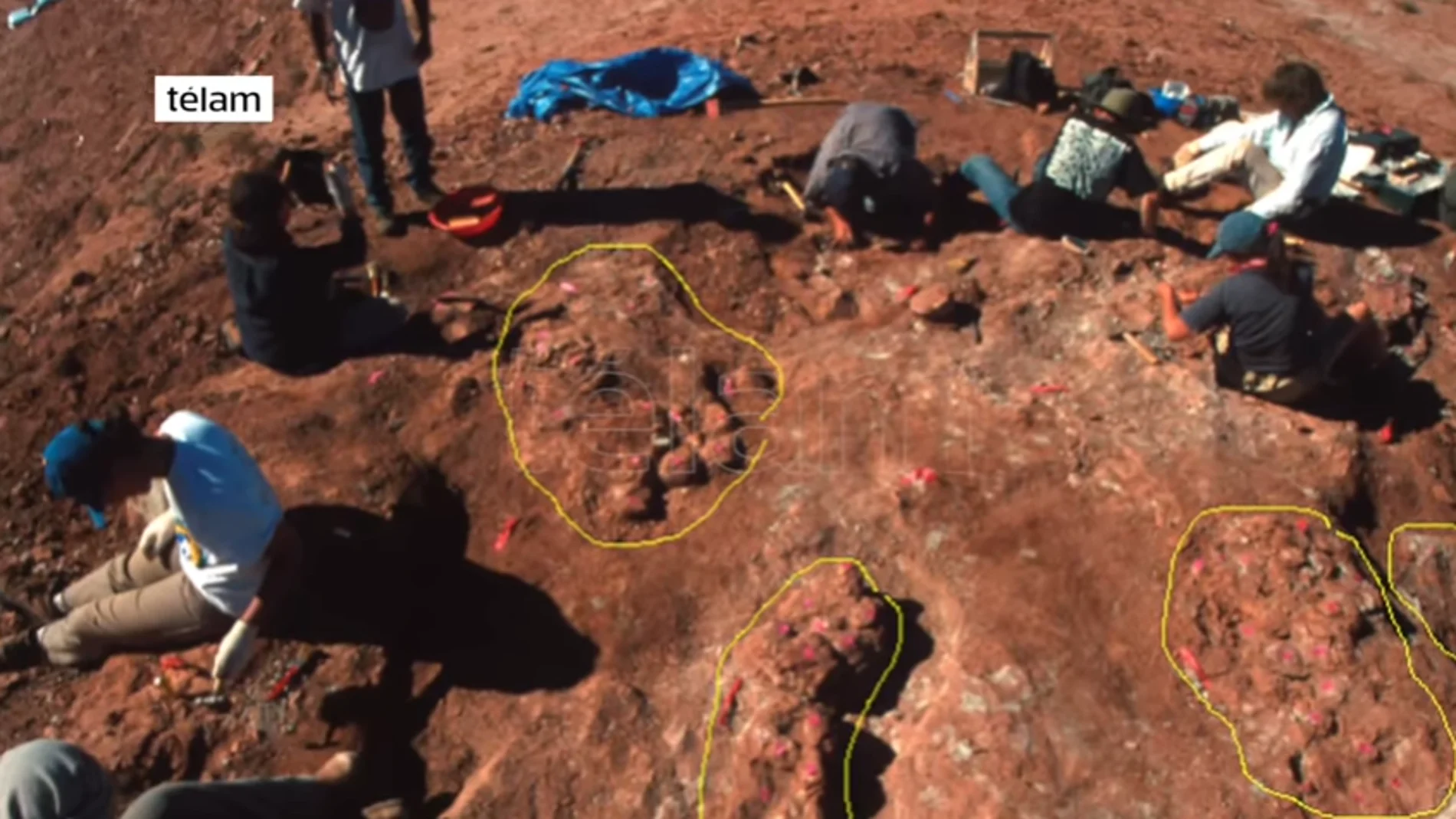 Embriones hallados Embriones hallados