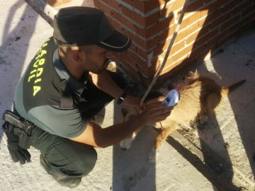 La Guardia Civil junto a un perro