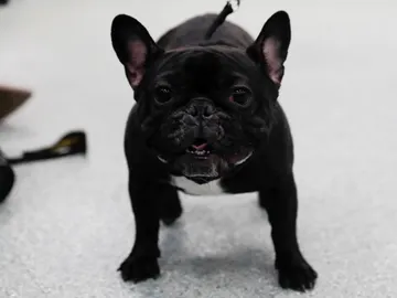 Imagen de un bulldog francés Imagen de un bulldog francés