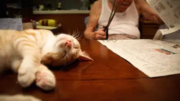 Kinako, el gato, descansa junto a su dueño Kinako, el gato, descansa junto a su dueño