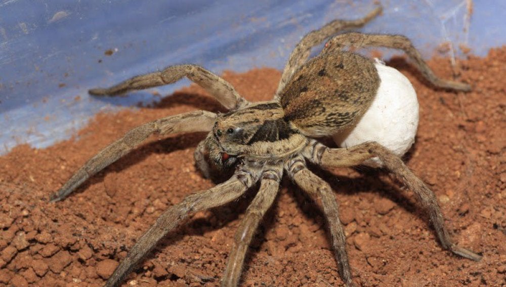 Araña lobo