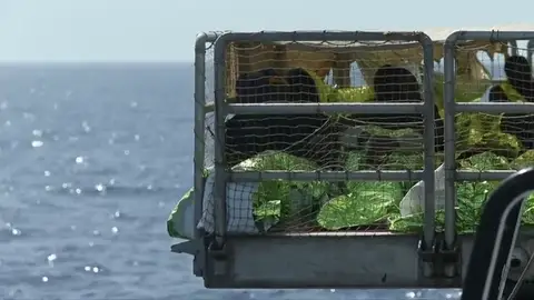 Frame 25.792 de: Rescatados otros 2.000 inmigrantes y al menos 7 cadáveres en Mediterráneo Frame 25.792 de: Rescatados otros 2.000 inmigrantes y al menos 7 cadáveres en Mediterráneo