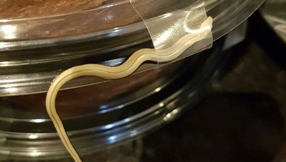 El reptil en la tarta