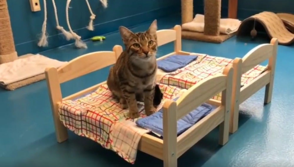 Ikea dona camas de muñecas en un refugio de Canadá para que los gatos duerman mejor
