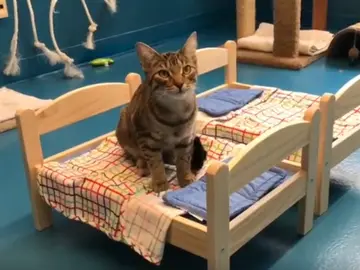 Ikea dona camas de muñecas en un refugio de Canadá para que los gatos duerman mejor Ikea dona camas de muñecas en un refugio de Canadá para que los gatos duerman mejor