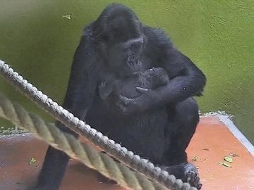 Nace un bebé gorila en el zoológico de Bristol