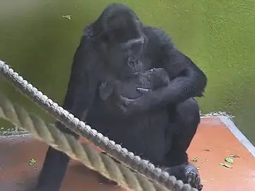 Nace un bebé gorila en el zoológico de Bristol Nace un bebé gorila en el zoológico de Bristol