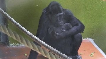 Nace un bebé gorila en el zoológico de Bristol