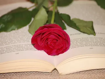 Una rosa roja y un libro, como regalo de Sant Jordi Una rosa roja y un libro, como regalo de Sant Jordi