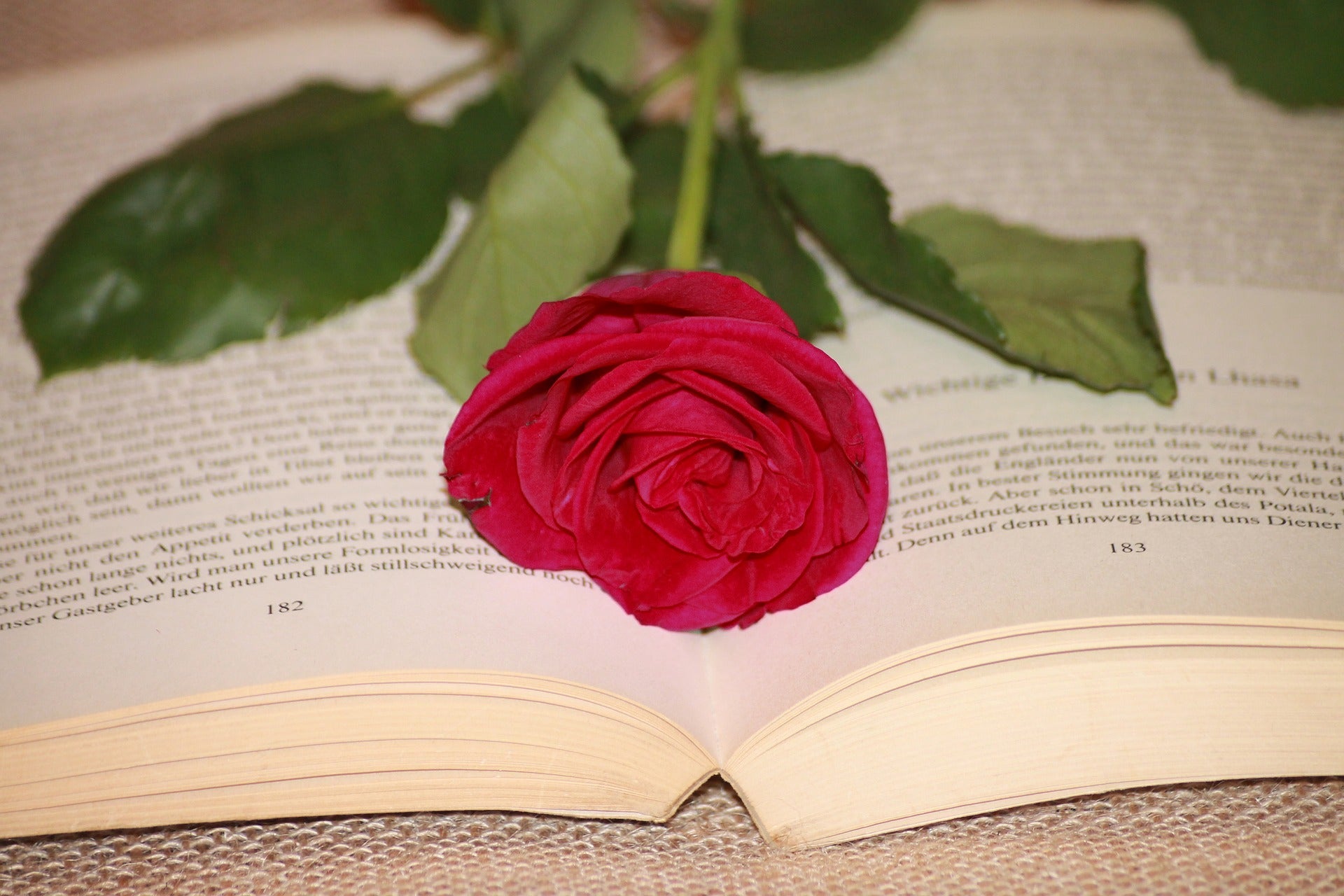 Foto de Libro y rosa. Tradición en Cataluña de regalar un libro y