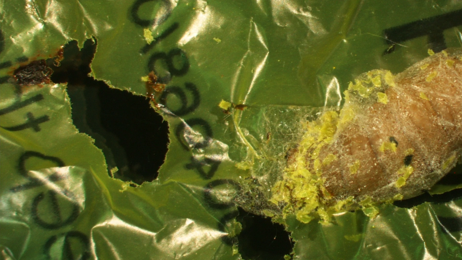 La oruga comeplastico que ayudara a salvar el medioambiente La oruga comeplastico que ayudara a salvar el medioambiente