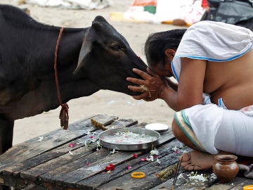 Las vacas son sagradas en la India