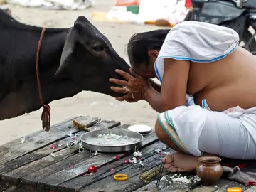 Las vacas son sagradas en la India Las vacas son sagradas en la India