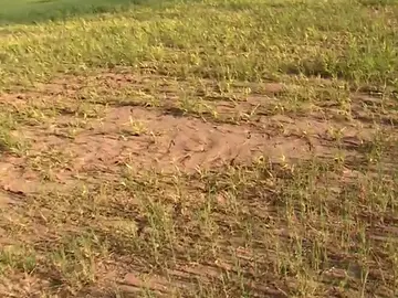 Frame 10.865742 de: Se pueden perder cosechas en siete comunidades Frame 10.865742 de: Se pueden perder cosechas en siete comunidades