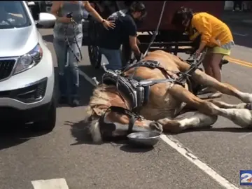 Un caballo desmayado Un caballo desmayado