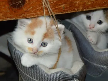 Los gatos que viven en el interior de las casas están más expuestos al aire y al polvo del hogar Los gatos que viven en el interior de las casas están más expuestos al aire y al polvo del hogar
