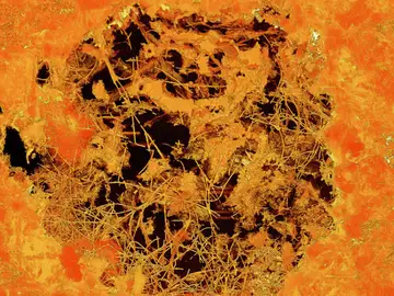 Hongos fósiles de 2.400 millones de años de antigüedad Hongos fósiles de 2.400 millones de años de antigüedad