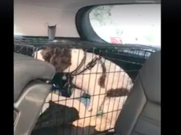 Rescate de un perro encerrado en una jaula en el interior de un coche Rescate de un perro encerrado en una jaula en el interior de un coche