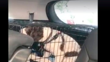 Rescate de un perro encerrado en una jaula en el interior de un coche