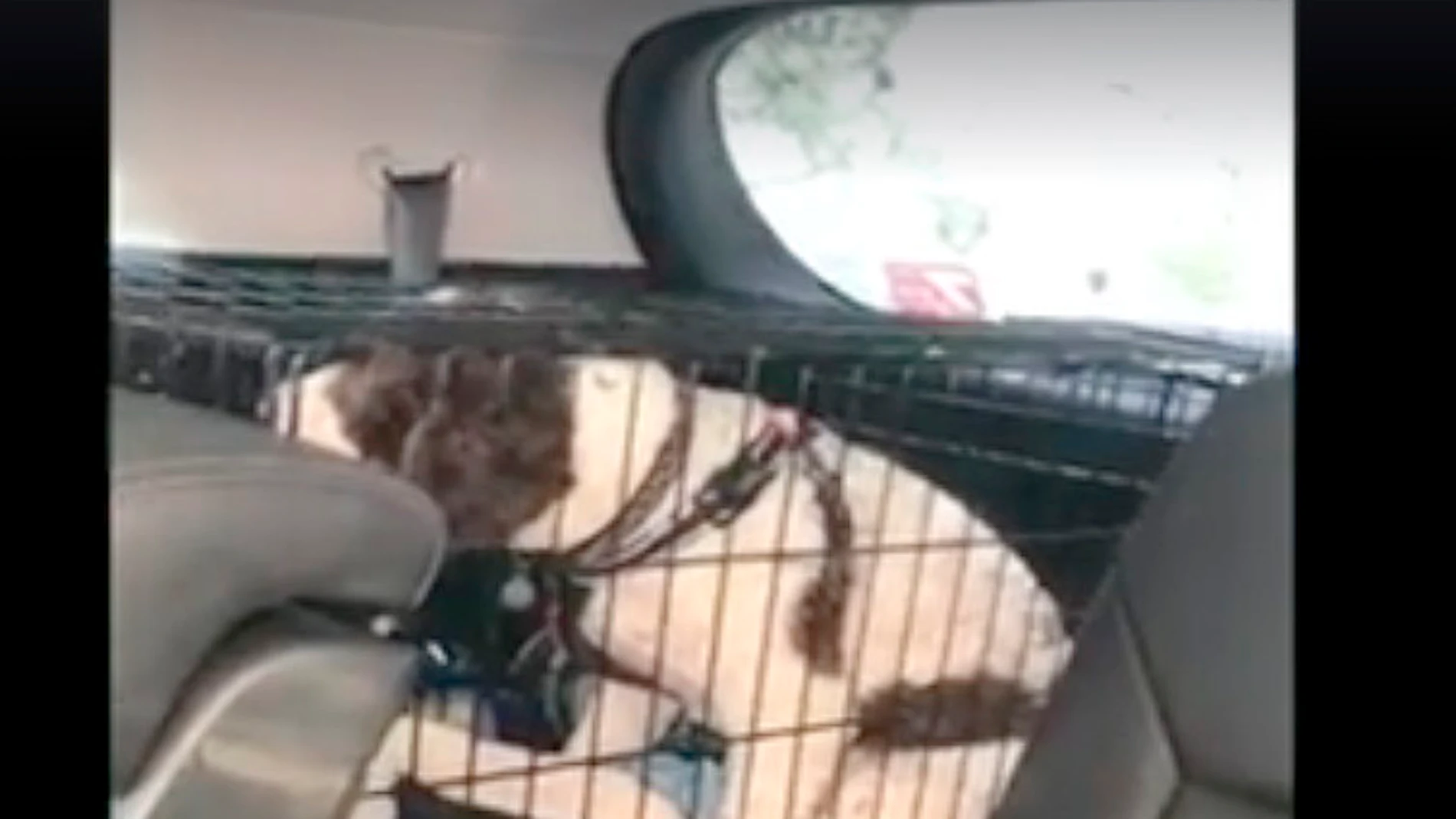 Rescate de un perro encerrado en una jaula en el interior de un coche Rescate de un perro encerrado en una jaula en el interior de un coche