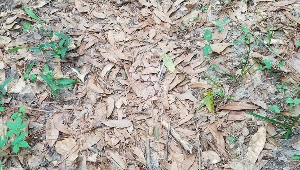 Serpiente camuflada