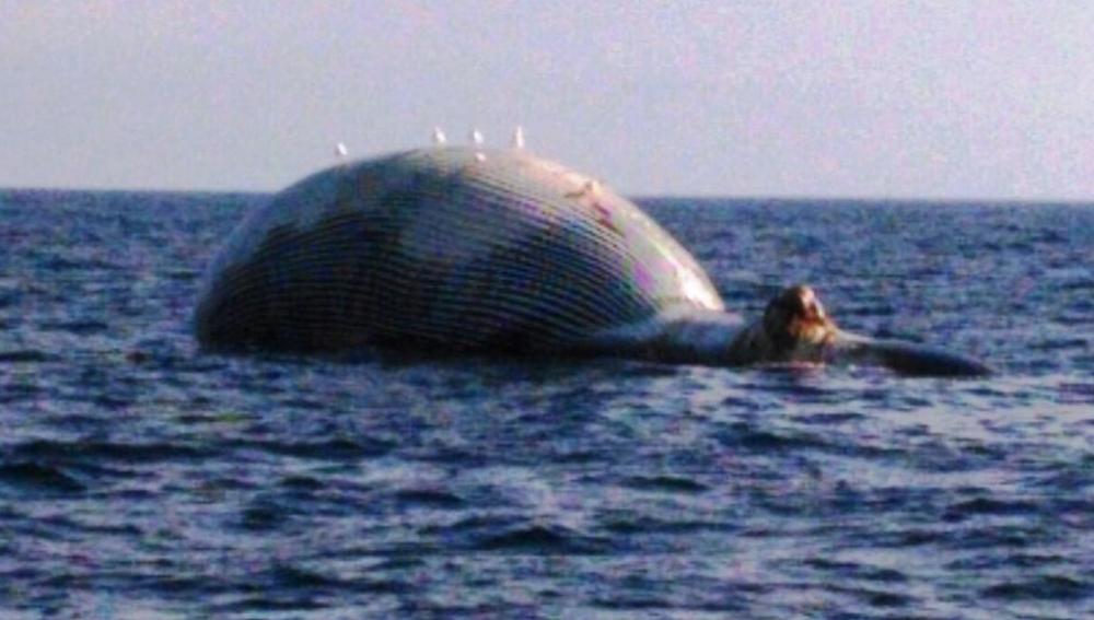 Avistan una ballena muerta en la costa de Girona
