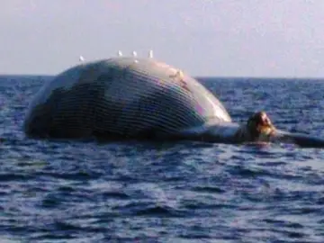 Avistan una ballena muerta en la costa de Girona Avistan una ballena muerta en la costa de Girona