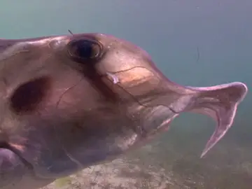 El tiburón elefante tiene un ADN muy similar al del ser humano El tiburón elefante tiene un ADN muy similar al del ser humano