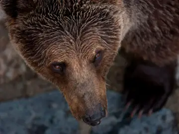 Un oso pardo Un oso pardo
