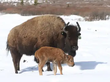 Primer bisonte nacido en el Parque Nacional de Banff de Canadá en 140 años Primer bisonte nacido en el Parque Nacional de Banff de Canadá en 140 años