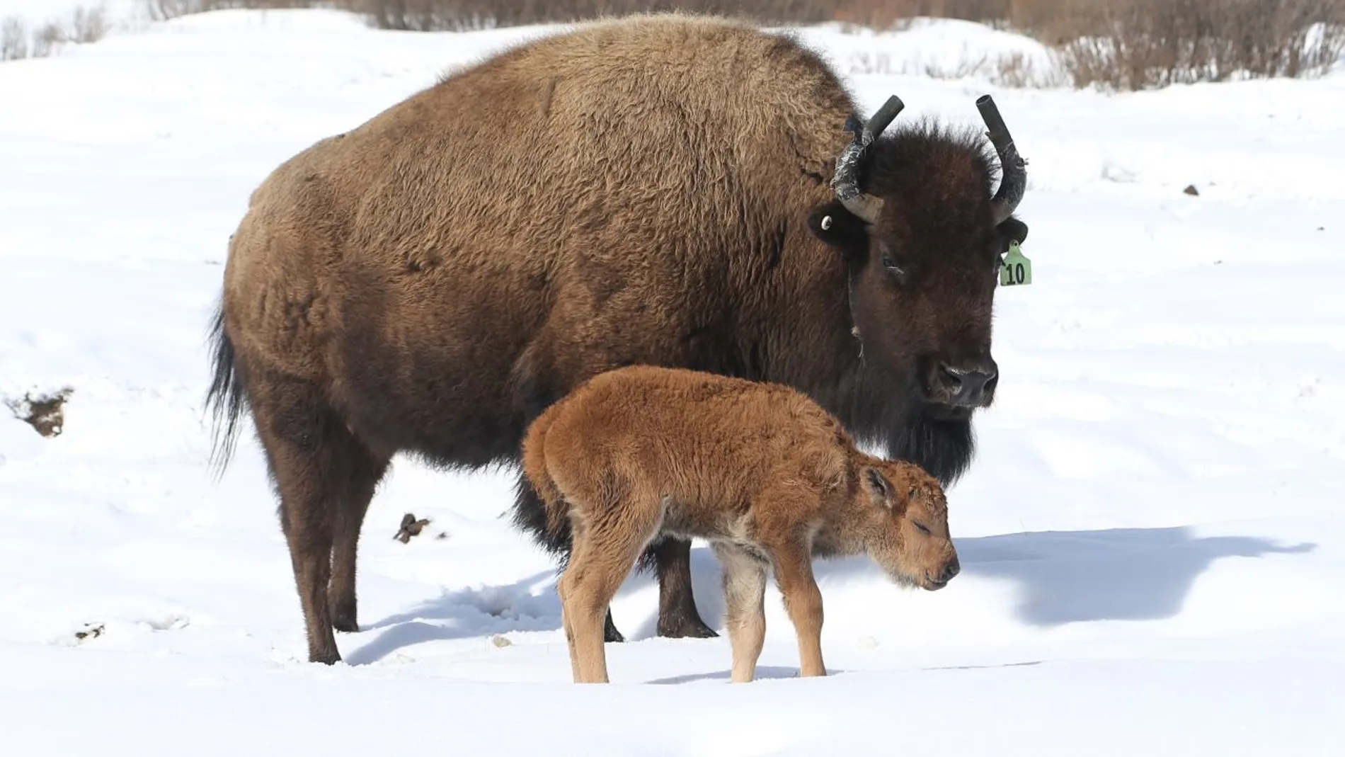 Primer bisonte nacido en el Parque Nacional de Banff de Canadá en 140 años Primer bisonte nacido en el Parque Nacional de Banff de Canadá en 140 años