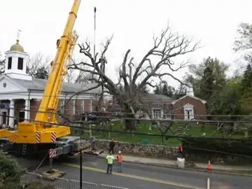 Frame 1.475555 de: Cortan un roble blanco de 600 años de antigüedad en Nueva Jersey Frame 1.475555 de: Cortan un roble blanco de 600 años de antigüedad en Nueva Jersey