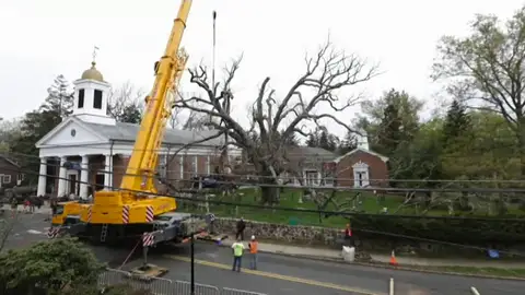 Frame 1.475555 de: Cortan un roble blanco de 600 años de antigüedad en Nueva Jersey Frame 1.475555 de: Cortan un roble blanco de 600 años de antigüedad en Nueva Jersey